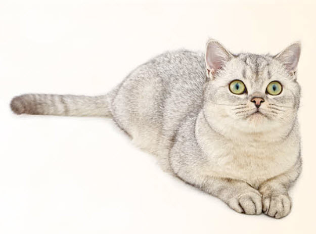 American Shorthair Cat Breed Info