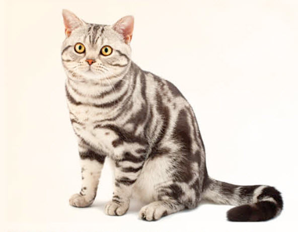 American Shorthair Cat Breed Info