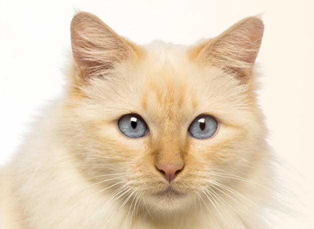 Birman Cat Breed Info