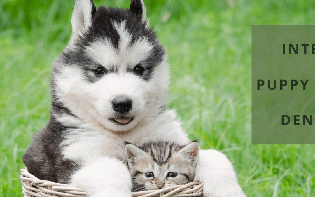 Puppy and Kitten Dental Information