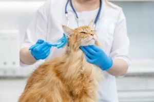 regular wellness visits for cats