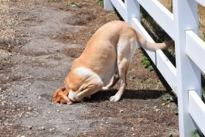 dead animal gifts from dogs