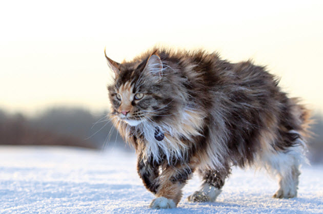 Maine Coon Cat Breed Info