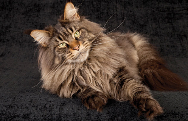 Maine Coon Cat Breed Info