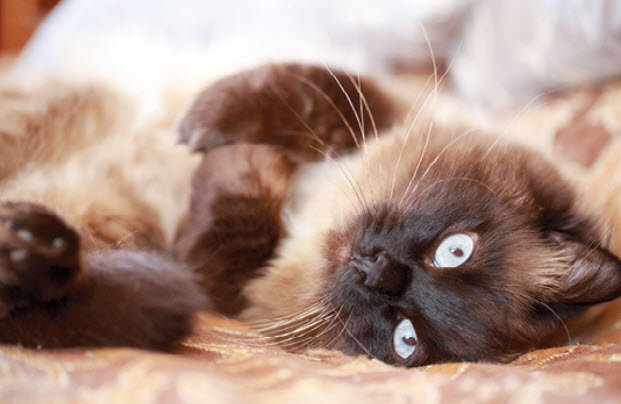 Siamese Cat Breed Info