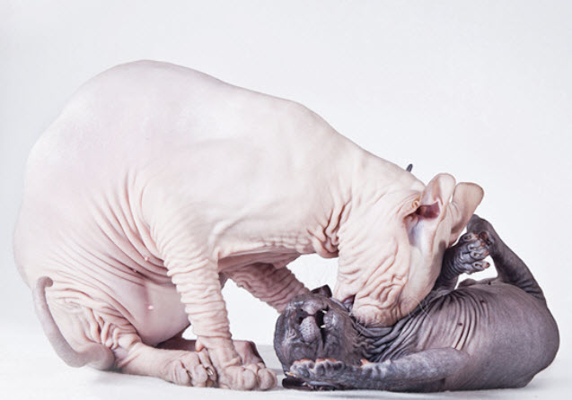 Sphynx Cat Breed Info