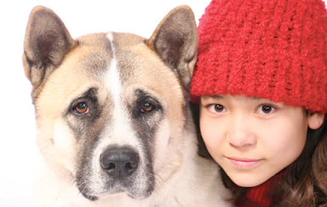 Akita Dog Breed Info