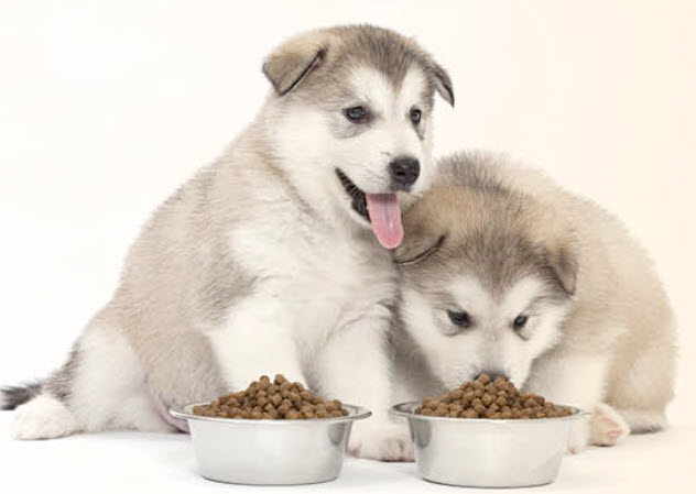 Alaskan Malamute Dog Breed Info