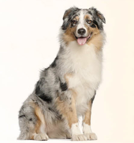 Australian Shepherd Dog Breed Info