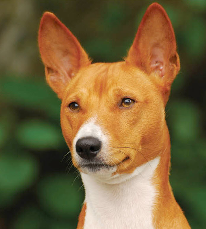 Basenji Dog Breed Info