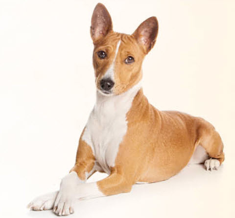 Basenji Dog Breed Info