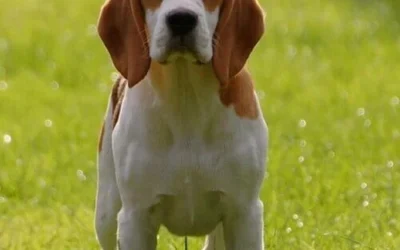 Beagle