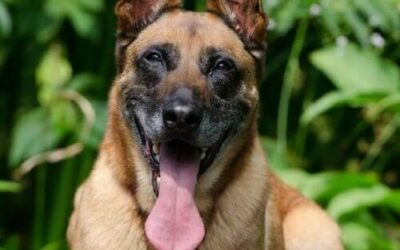 Belgian Malinois