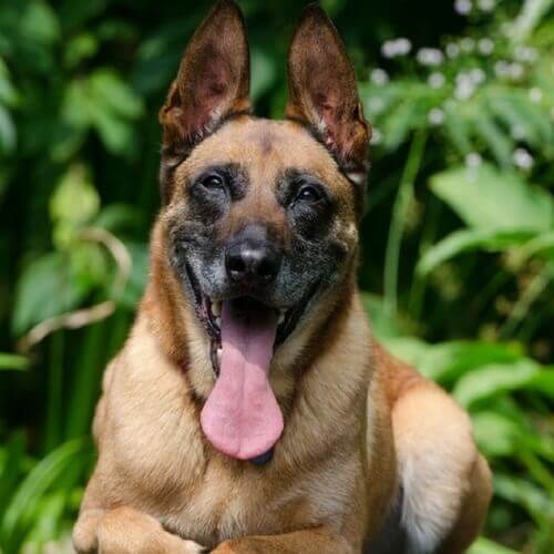 Belgian Malinois