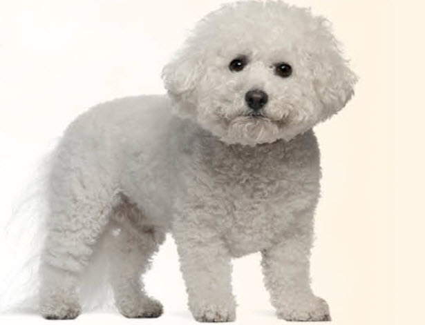 Bichon Frise Dog Breed Info