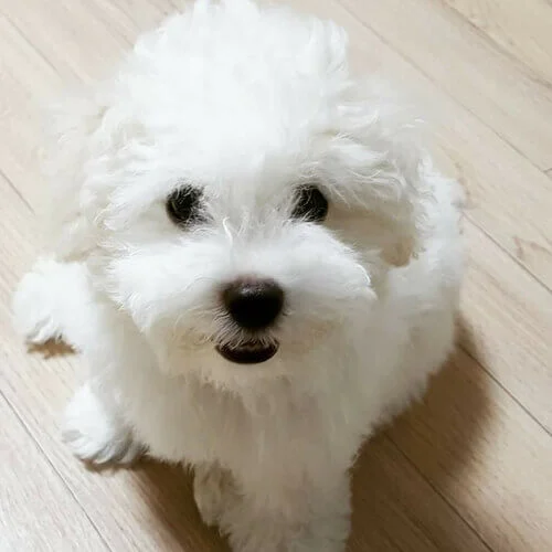 Bichon Frise