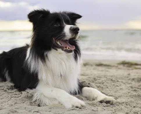 Border Collie Dog Breed Info