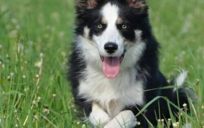 Border Collie