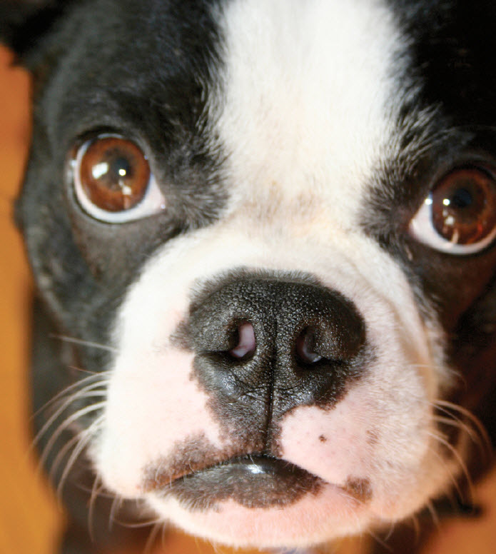 Boston Terrier Dog Breed Info