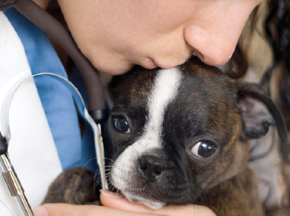 Boston Terrier Dog Breed Info