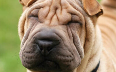 Chinese Shar-Pei