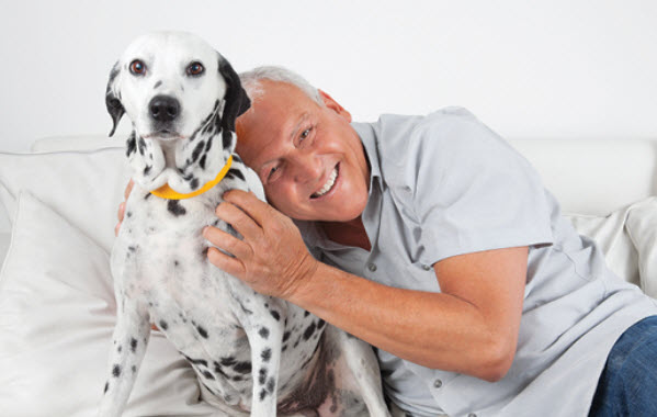 Dalmatian Dog Breed Info