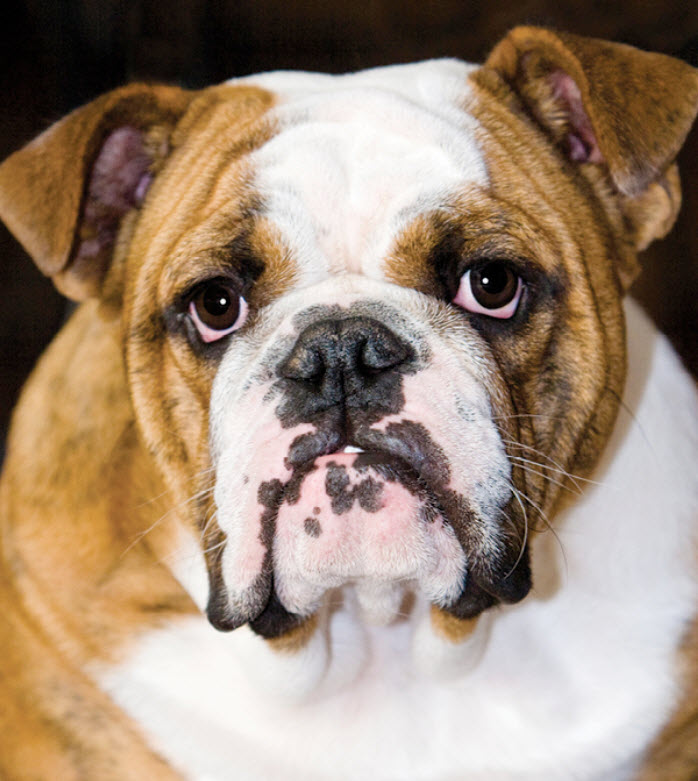 English Bulldog Dog Breed Info