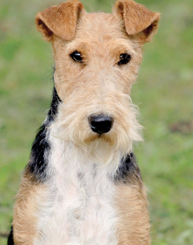 Wire Fox Terrier Dog Breed Info