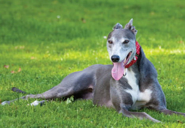 Greyhound Dog Breed Info