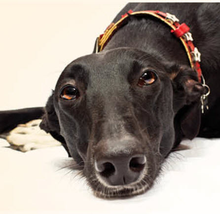 Greyhound Dog Breed Info