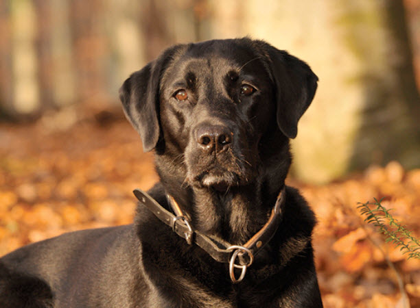 Labrador Retriever Dog Breed Info