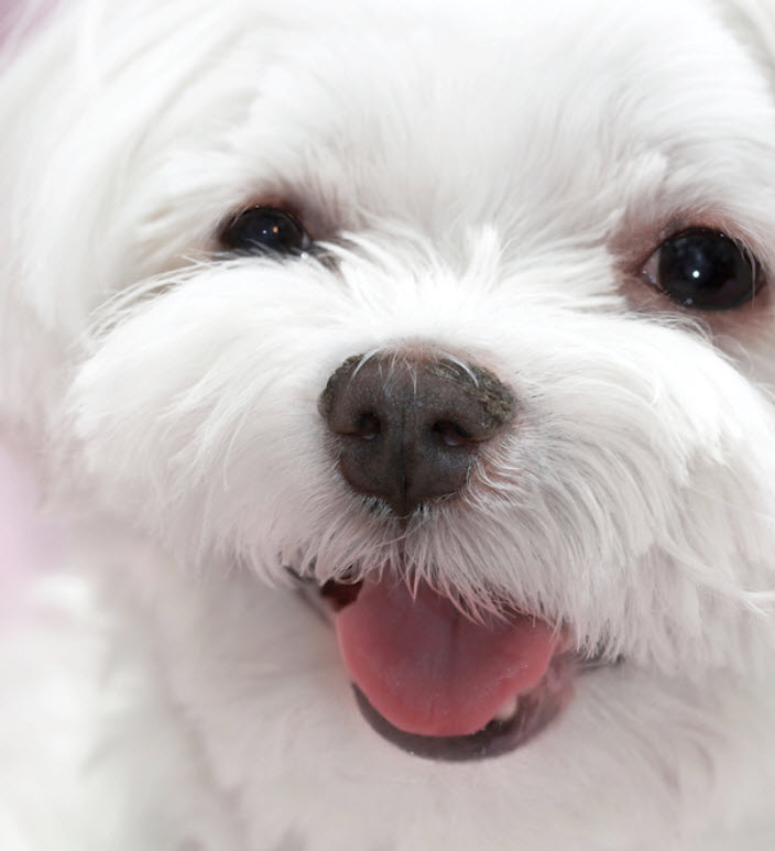 Maltese Dog Breed Info