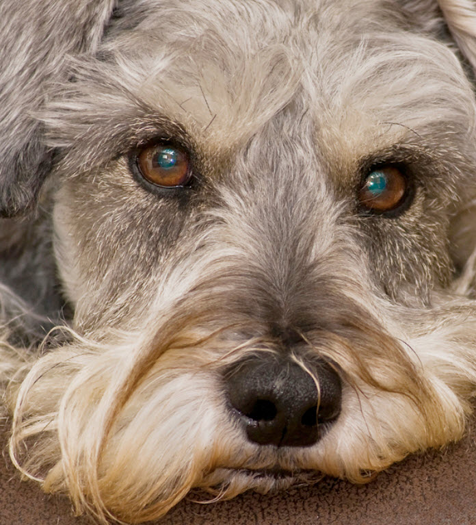 Miniature Schnauzer Dog Breed Info