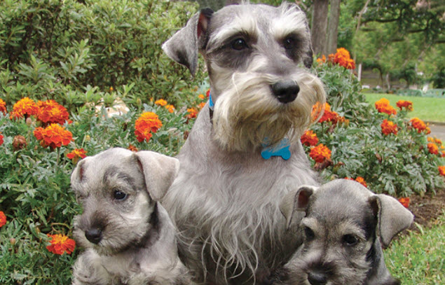 Miniature Schnauzer Dog Breed Info