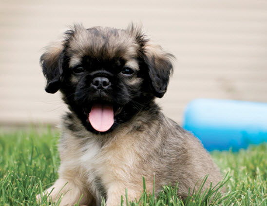 Small Mixed Breed Dog Breed Info