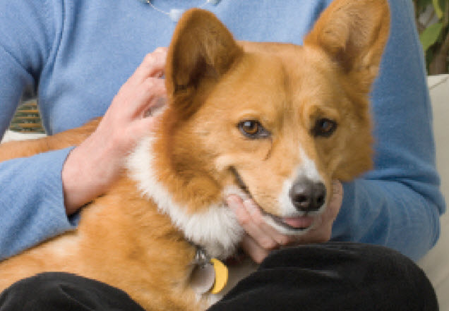 Pembroke Welsh Corgi Dog Breed Info