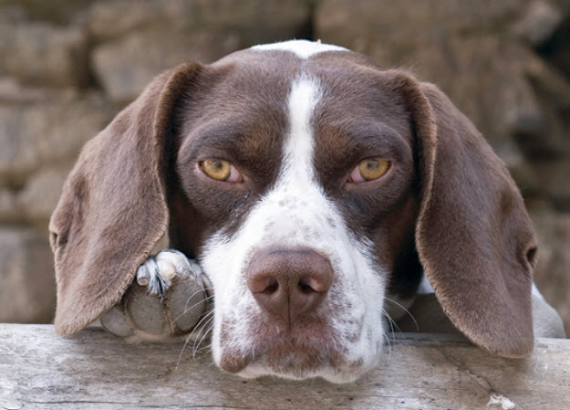 Pointer Dog Breed Info