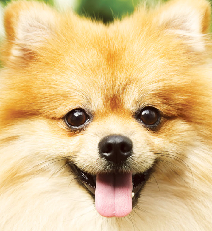 Pomeranian Dog Breed Info