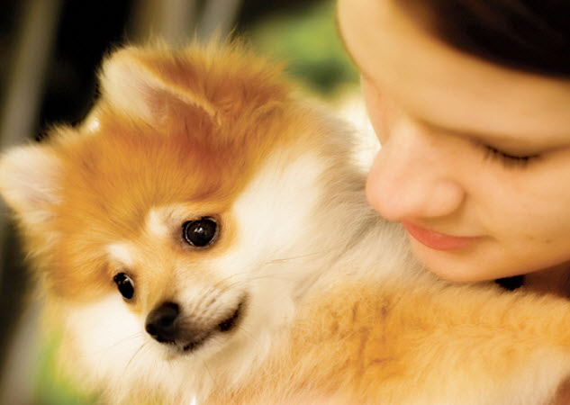 Pomeranian Dog Breed Info