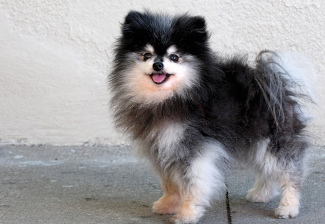 Pomeranian Dog Breed Info