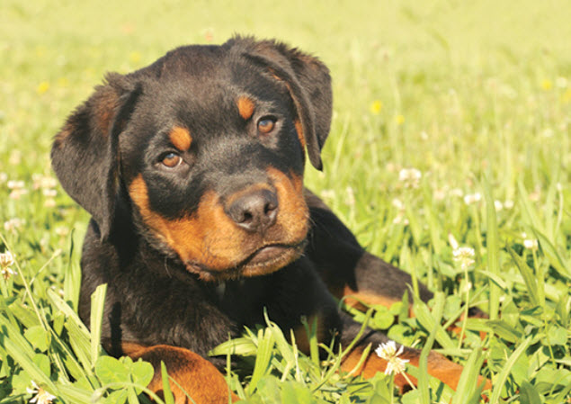 Rottweiler Dog Breed Info