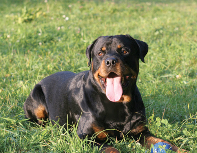 Rottweiler Dog Breed Info