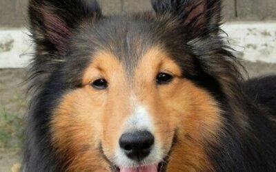 Shetland Sheepdog