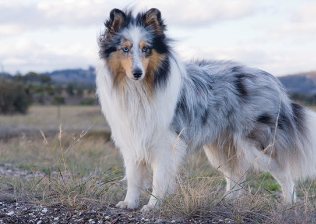 Shetland Sheepdog Dog Breed Info