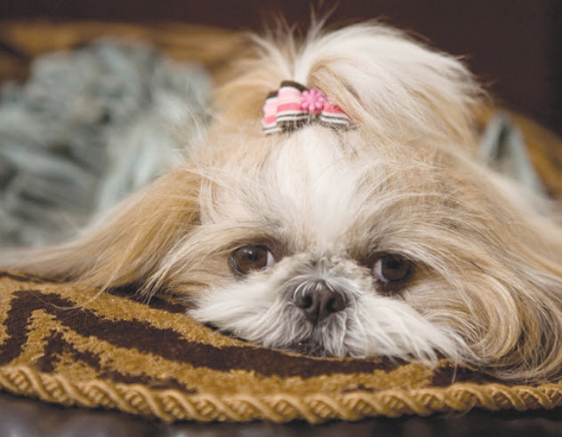 Shih Tzu Dog Breed Info