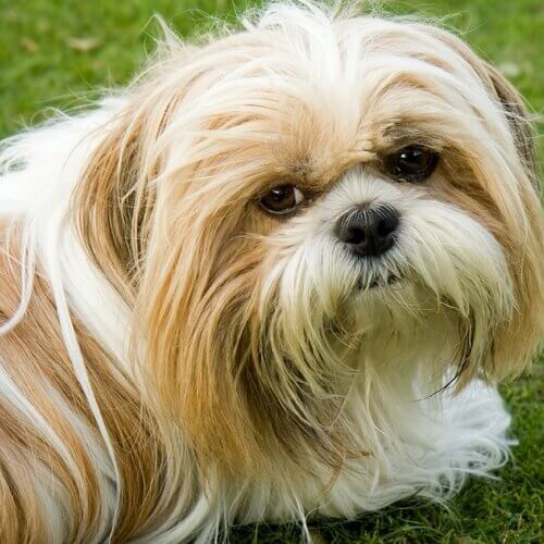 Shih Tzu