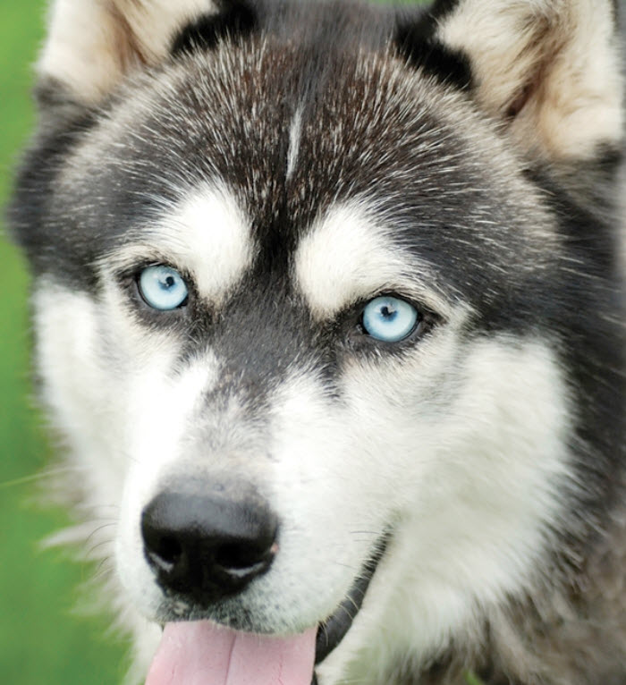 Siberian Husky Dog Breed Info