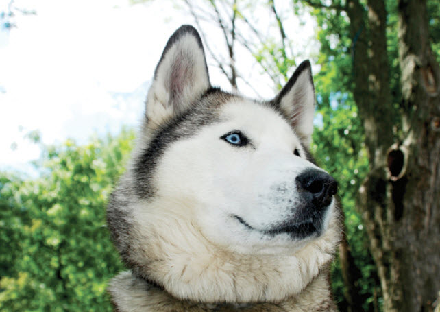 Siberian Husky Dog Breed Info