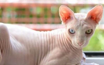 Sphynx