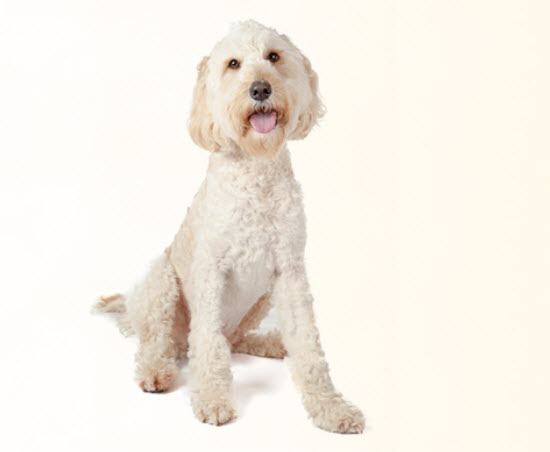 Standard Poodle Dog Breed Info